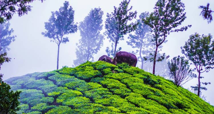 Kerala Tour Package from Delhi with Flight and Half-board Meals - Ramble Advisor 2
