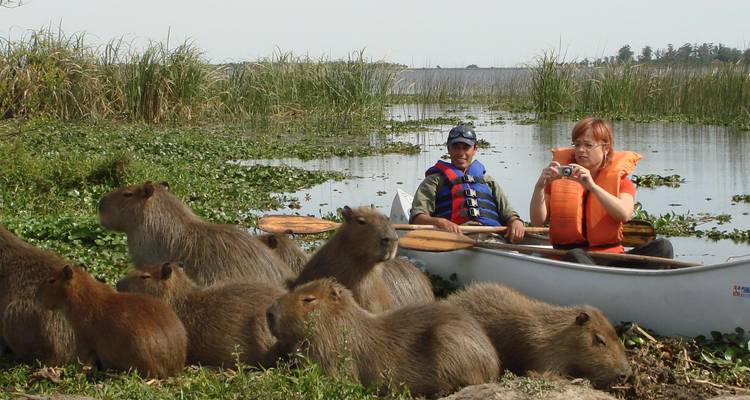 Twee mensen in een kano die een groep capibara's observeren.