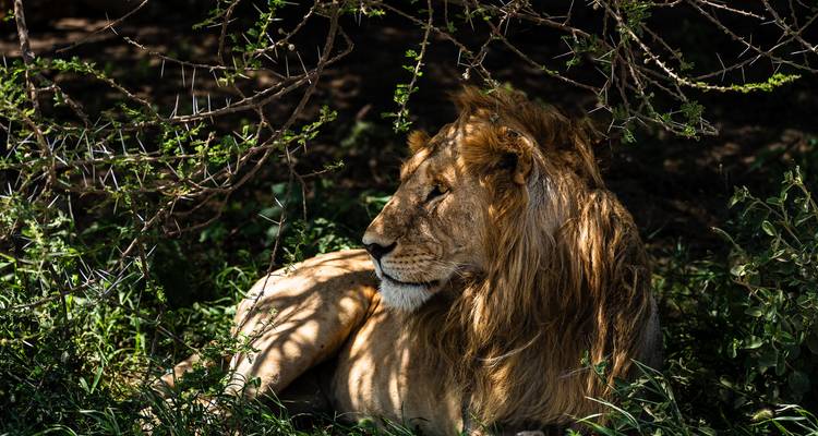 From Zanzibar: 2 Day Serengeti Expedition Safari - Beach and Safari Holidays 2