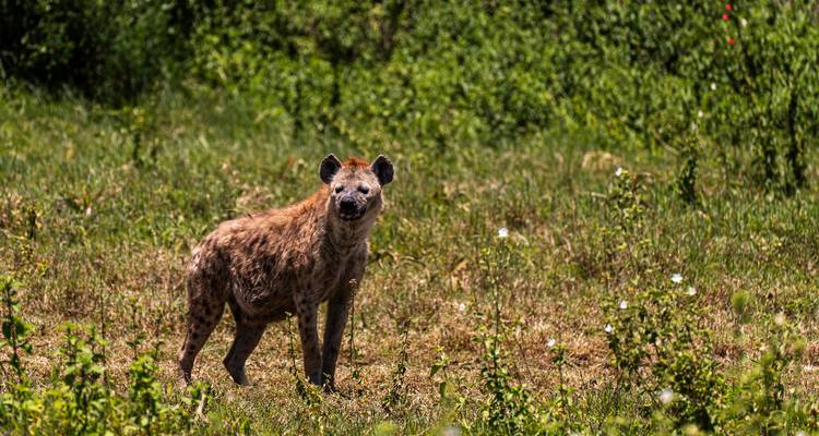 From Zanzibar: 2 Day Serengeti Expedition Safari - Beach and Safari Holidays 10