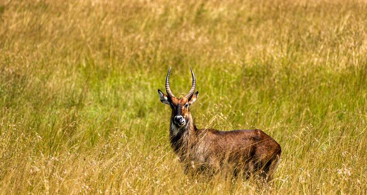 From Zanzibar: 2 Day Serengeti Expedition Safari - Beach and Safari Holidays 3