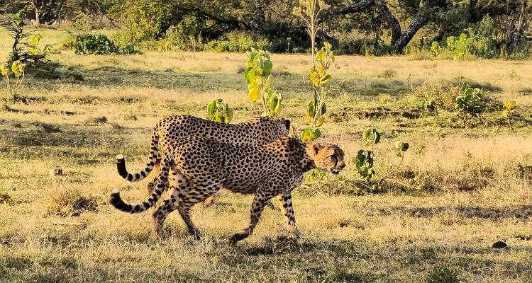 From Zanzibar: 2 Day Serengeti Expedition Safari - Beach and Safari Holidays 1