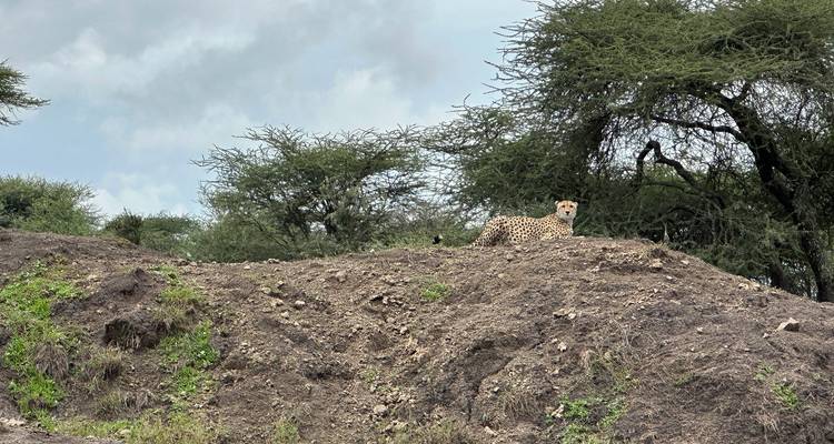 From Zanzibar: 2 Day Serengeti Expedition Safari - Beach and Safari Holidays 9