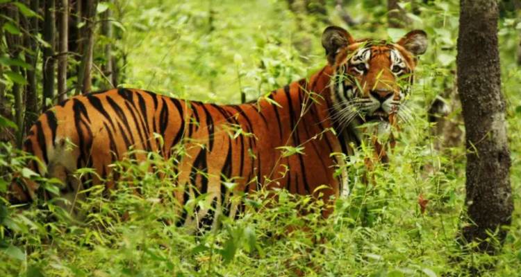 Kathmandu Valley and Bardia National Park Tour - Alpine Club of Himalaya 1