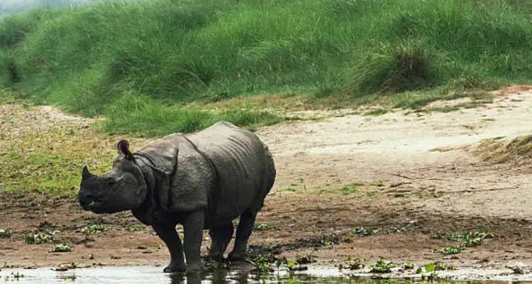 Kathmandu Valley and Bardia National Park Tour - Alpine Club of Himalaya 3