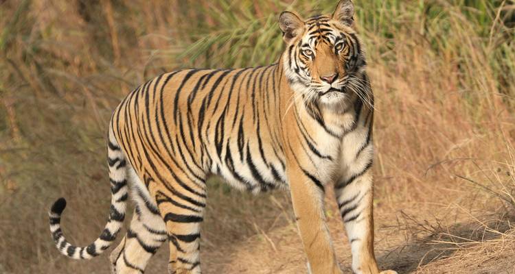 Kathmandu Valley and Bardia National Park Tour - Alpine Club of Himalaya 4