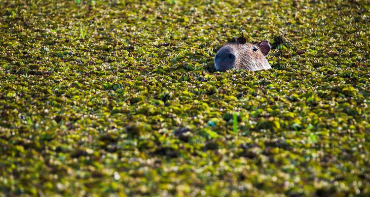 3-Day Ibera Wetlands Eco-Tour from Buenos Aires - Signature DMC 6