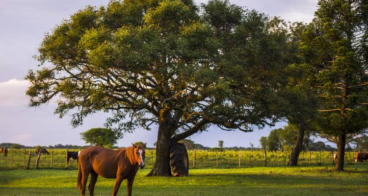 3-Day Ibera Wetlands Eco-Tour from Buenos Aires - Signature DMC 7