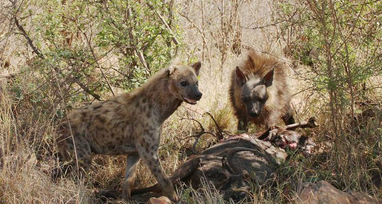 Safari de Luna de Miel - 5 días en el Madikwe Safari Lodge - Knap Tours Limited 1