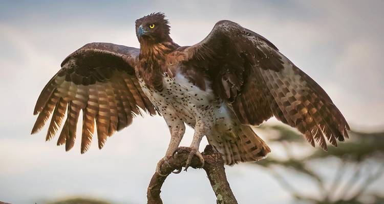 Safari de Luna de Miel - 5 días en el Madikwe Safari Lodge - Knap Tours Limited 6