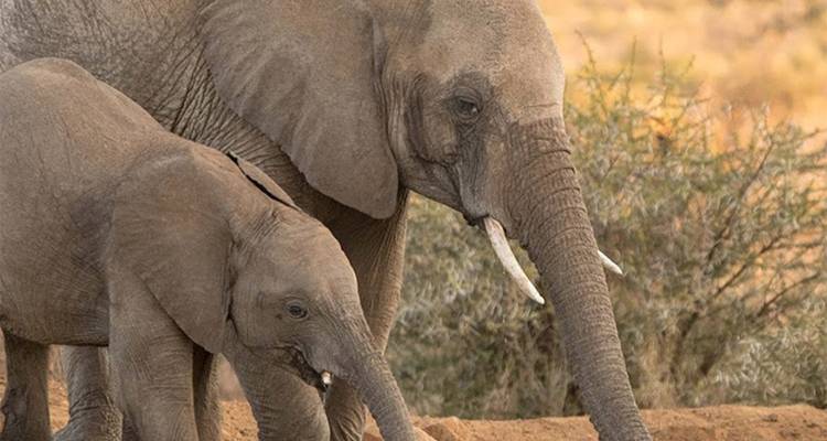 Safari de Luna de Miel - 5 días en el Madikwe Safari Lodge - Knap Tours Limited 8