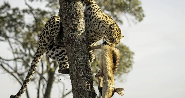 Safari de Luna de Miel - 5 días en el Madikwe Safari Lodge - Knap Tours Limited 9