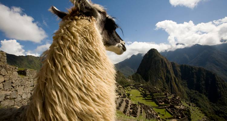 Un lama surplombant les ruines du Machu Picchu.