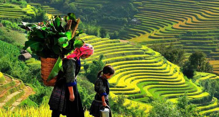 12-Day Vietnam Discovery: From Sapa's Majestic Mountains to Halong Bay, Hoi An, and the Mekong Delta - Open Asia Travel  3