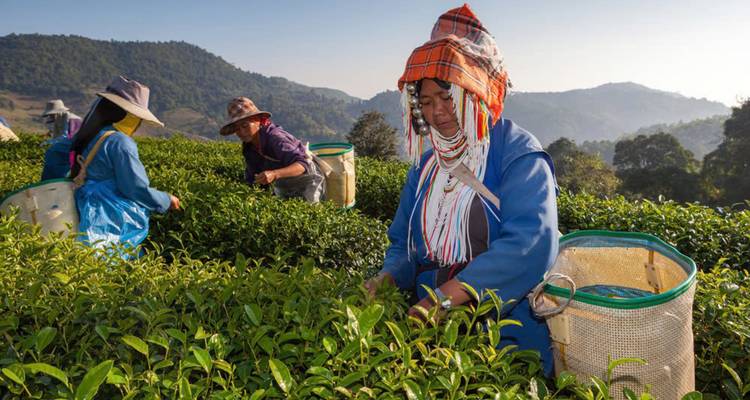 Ethnic workers in traditional attire picking tea leaves.