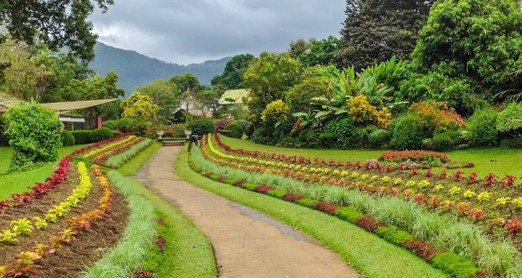 Sentier de jardin coloré avec des fleurs et des arbres vibrants.