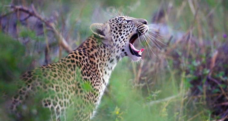 In the Viewfinder: Lion, Leopard and Wild Dog - DIAMIR Erlebnisreisen 2