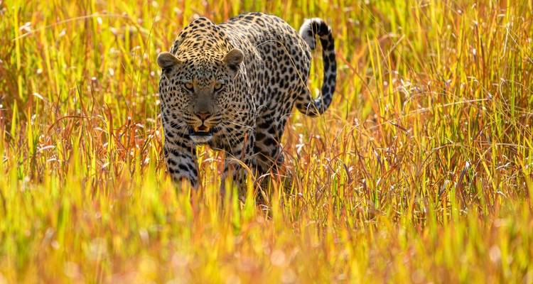 In the Viewfinder: Lion, Leopard and Wild Dog - DIAMIR Erlebnisreisen 6