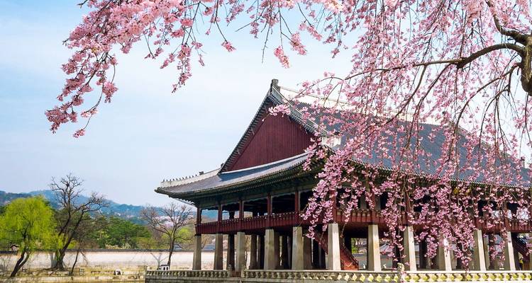 Cherry blossoms frame the traditional Gyeongbokgung Palace pavilion under a clear spring sky