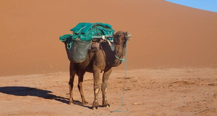 Kamel, das Pakete in der Wüste trägt.