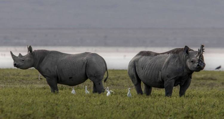 4 Jours 3 Nuits Tarangire ,Serengeti & Ngorongoro Lodge Safari - Authentic Africa 7