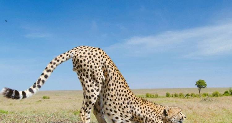 4 Jours 3 Nuits Tarangire ,Serengeti & Ngorongoro Lodge Safari - Authentic Africa 8