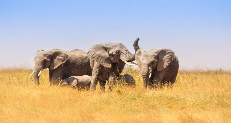 4 Jours 3 Nuits Tarangire ,Serengeti & Ngorongoro Lodge Safari - Authentic Africa 9