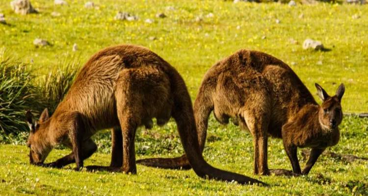 Kangaroo Island Escape: A Journey into Nature's Wonderland in 3 days - Receptivo Aborigen Tours 7