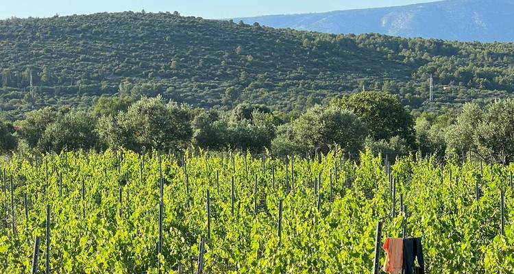 Semaine du vin en Grèce - Mer Ionienne - Med Sailing Holidays 2