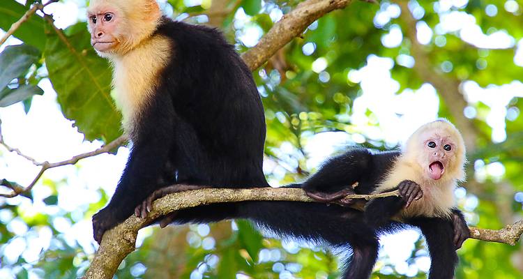 Tropical Costa Rica  (San Jose to Guanacaste) (2026) - Collette 1