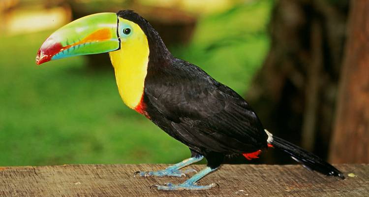 Tropical Costa Rica  (San Jose to Guanacaste) (2026) - Collette 7