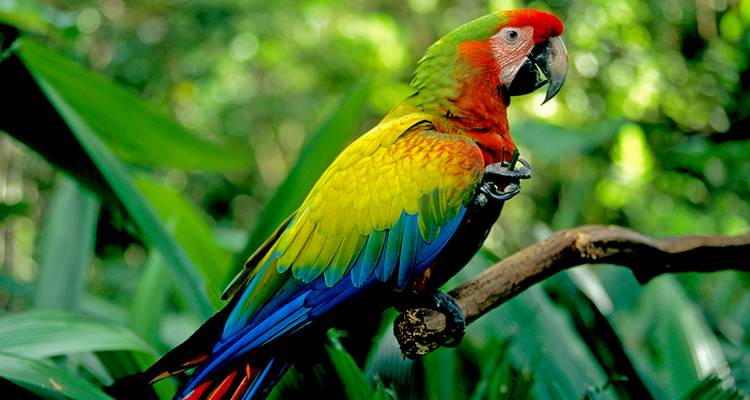 Costa Rica: Un Mundo de Naturaleza con el Parque Nacional de Tortuguero, el Volcán Arenal y el Parque Nacional de Manuel Antonio (2026) - Collette 3