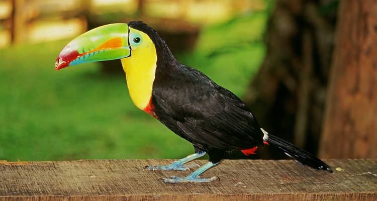 Costa Rica: Un Mundo de Naturaleza con el Parque Nacional de Tortuguero, el Volcán Arenal y el Parque Nacional de Manuel Antonio (2026) - Collette 4