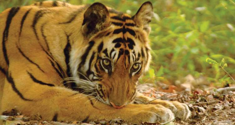 Icons Of India :-Taj Tiger With Udaipur & Mumbai's Vibrant Nightlife  - World Travel Experiences 9