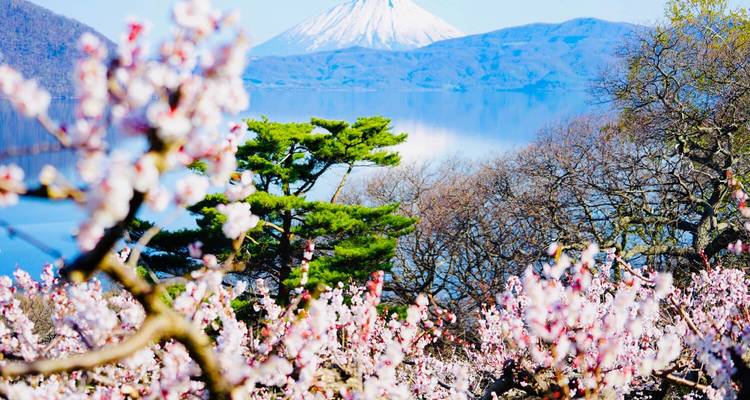 Tierra del Sol Naciente: Circuito de 12 Días por el Japón Icónico - Vio Travel 8