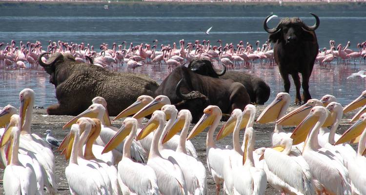 11 Days Kenya & Tanzania Birding & Big 5 High End Safari - Gracepatt Ecotours Kenya 6