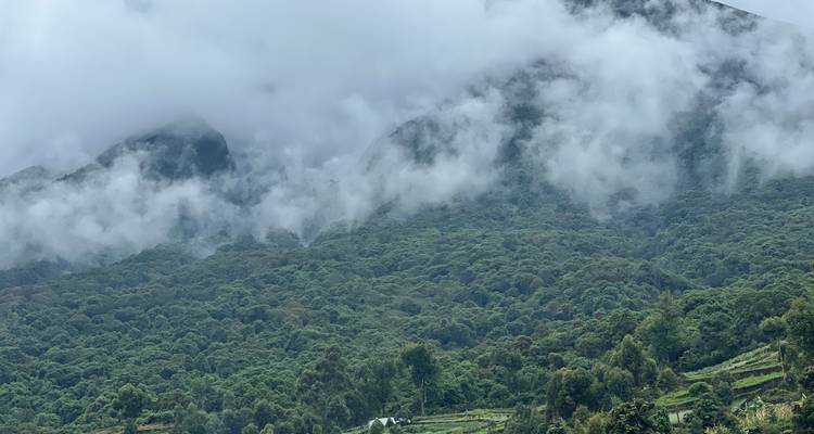 3 Day Gorilla Tracking Mgahinga Gorilla NP Thru Rwanda - Safari 2 Gorilla Tours (U) Ltd 3
