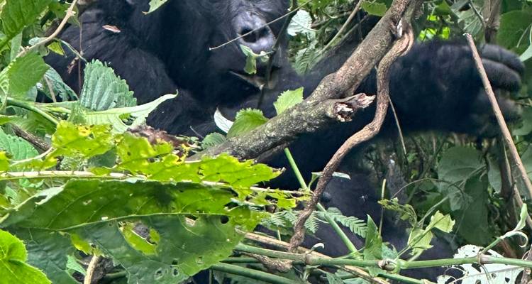 3 Day Gorilla Tracking Mgahinga Gorilla NP Thru Rwanda - Safari 2 Gorilla Tours (U) Ltd 8