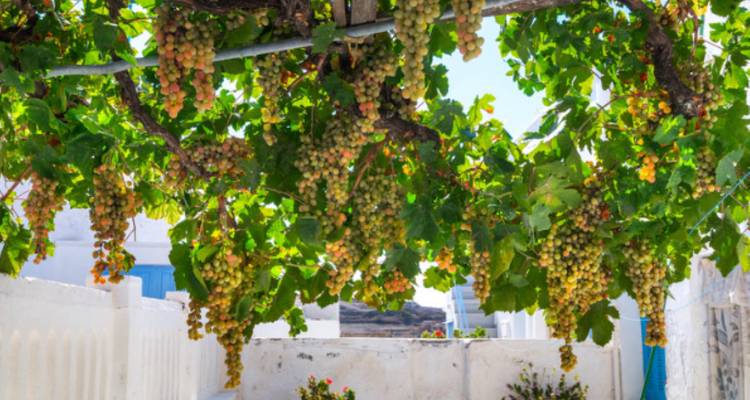 Small Group - 4Days/3 Nights Best of Cyclades: Explore Mykonos & Santorini with Guided Tours - Greek Travel Advisors 7