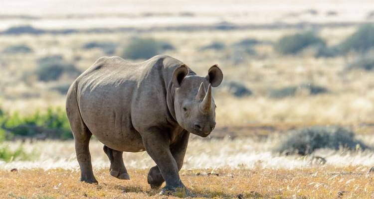 Upgraded - Highlights of Namibia - Explore! 5
