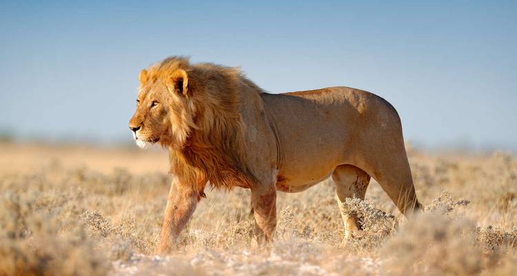 Upgraded - Highlights of Namibia - Explore! 2