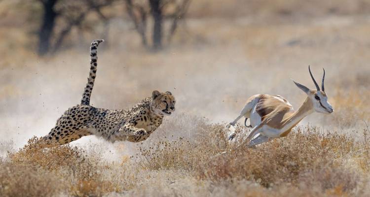 Upgraded - Highlights of Namibia - Explore! 6