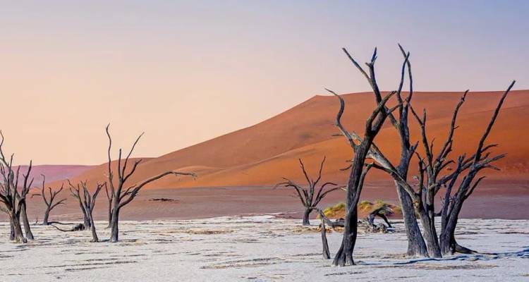 Skeletale kameldoornapels staan op een gescheurd wit zoutpan voor imposante abrikooskleurige duinen bij zonsopgang.