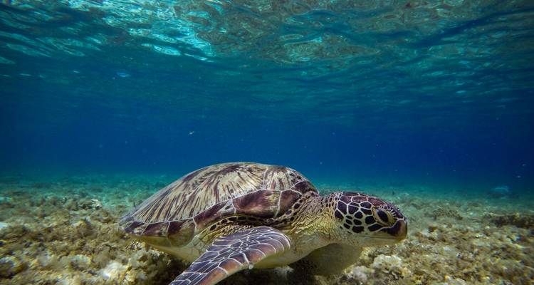 Experiencia en una isla de Filipinas - TruTravels 8