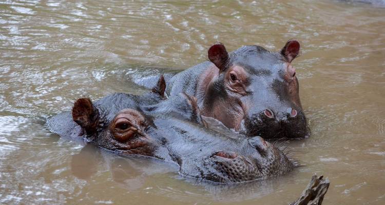 Safari de 8 días por Ruanda, Uganda, Tanzania, Gorilas y Vida Salvaje - Safari 2 Gorilla Tours (U) Ltd 1