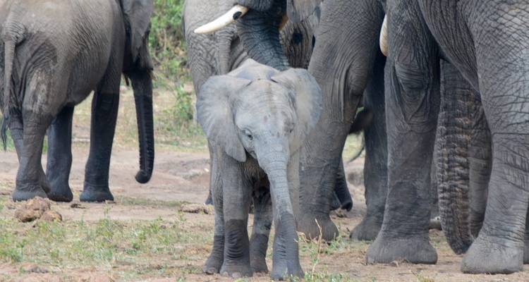 Safari de 8 días por Ruanda, Uganda, Tanzania, Gorilas y Vida Salvaje - Safari 2 Gorilla Tours (U) Ltd 2