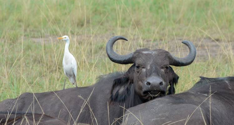 Safari de 8 días por Ruanda, Uganda, Tanzania, Gorilas y Vida Salvaje - Safari 2 Gorilla Tours (U) Ltd 3