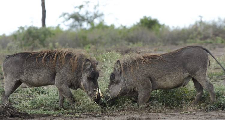 Safari de 8 días por Ruanda, Uganda, Tanzania, Gorilas y Vida Salvaje - Safari 2 Gorilla Tours (U) Ltd 4