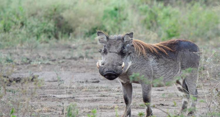 Safari de 8 días por Ruanda, Uganda, Tanzania, Gorilas y Vida Salvaje - Safari 2 Gorilla Tours (U) Ltd 6