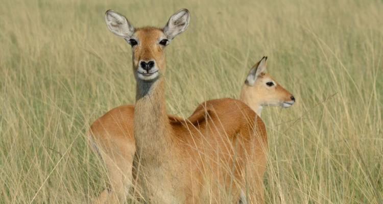 Safari de 8 días por Ruanda, Uganda, Tanzania, Gorilas y Vida Salvaje - Safari 2 Gorilla Tours (U) Ltd 7